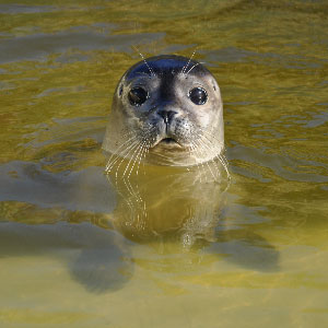 Sonnenstrom im Seehundbecken